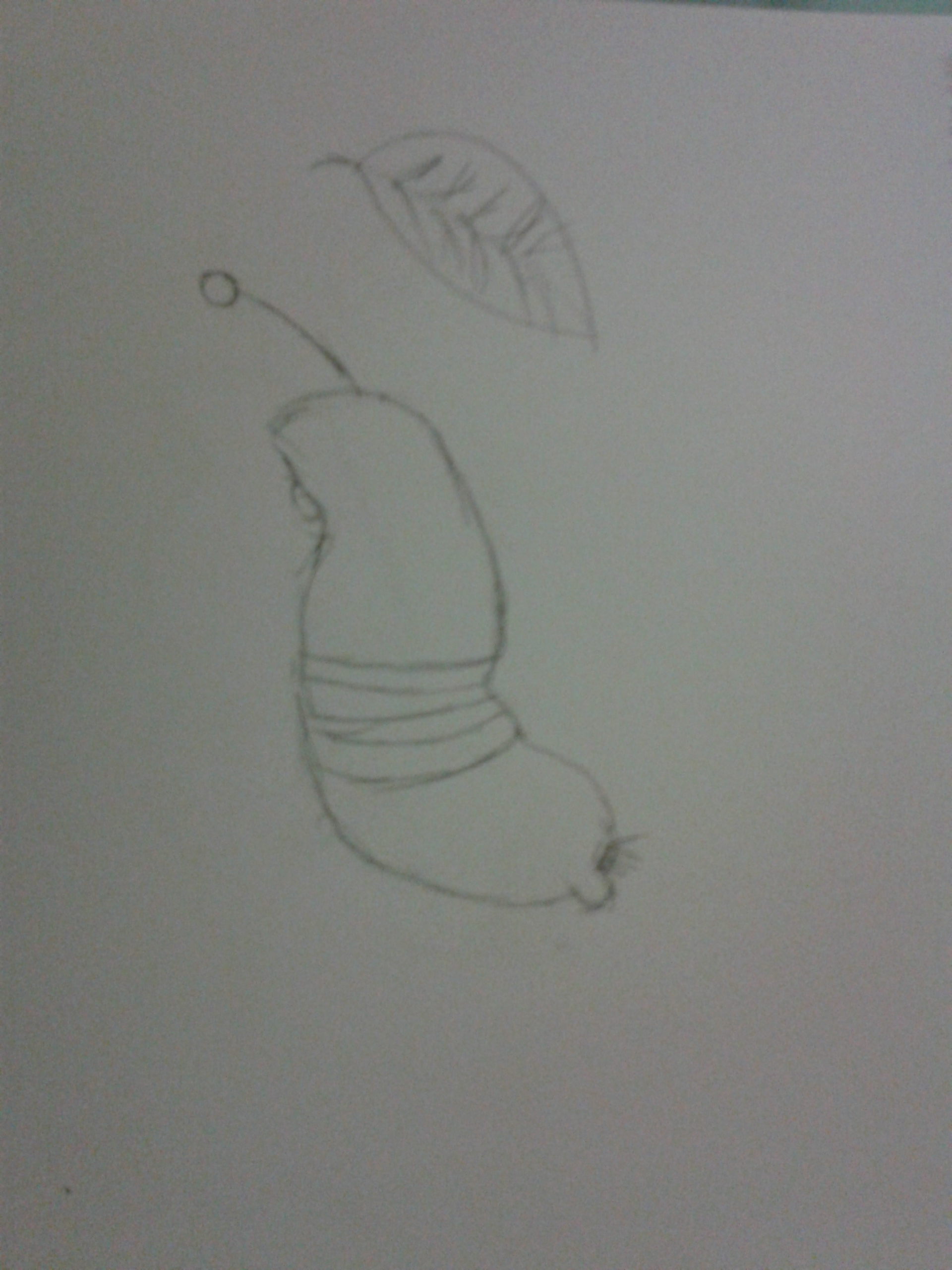 Story Board Larva Semmibinus